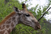 giraffe (3)